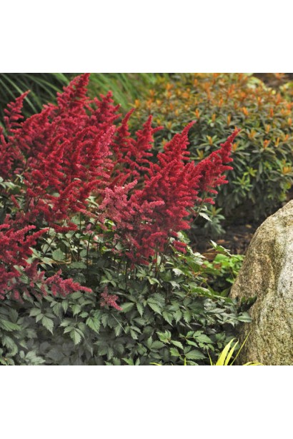 Астильба арендса Фанал квіти